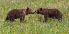 Brown Bear cubs kissing Photo 153
