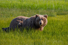 Brown Bear Mother and Cub in grass