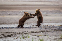 Grizzly Bear Cubs Fighting 161
