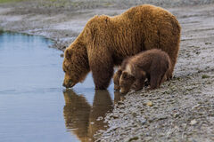 Brown Bear Cubs Drinking Photo 170