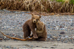 Brown Bear Cubs Playing Photo 177