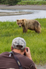 Brown Bear Photo 195