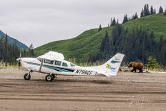 Brown Bear  and airplane Photo 198-1