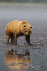 Brown Bear Photo 202