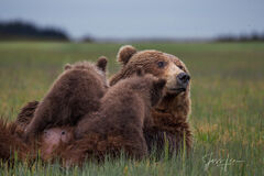 Brown Bear Photo 209