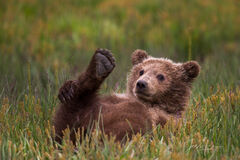 Brown Bear Photo 225