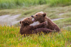 Brown Bear Cubs Play fighting Photo 240