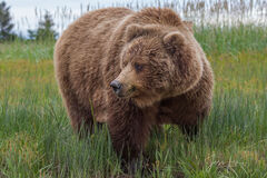 Grizzly Bear looking to the side