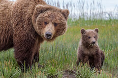 Brown Bear Mom and Cub 