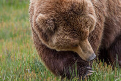 Brown Bear Photo 244