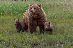 Brown Bear WITH 2 CUBS Photo 247