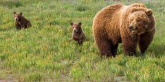 Grizzly, Brown Bear Photo 255