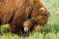 Grizzly Bear hugging Cub Photo 257