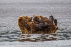 Grizzly,  Bear Nursing Photo 264