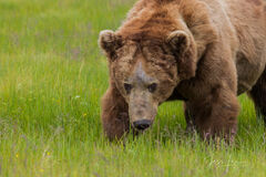 Brown Bear Photo 265