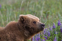 Brown Bear Photo 270