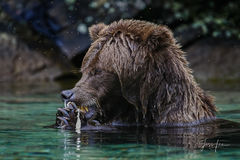 Grizzly Eating Salmon
