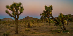 Joshua Tree, National Park, California, beautiful photography, print,
