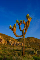 california, desert, joshua tree, national park, beautiful photography, print,