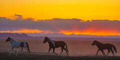 Sunrise on the Onaqui