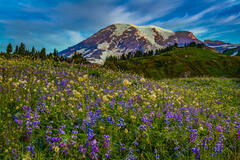 Mount Rainer Photograph Fine Art Print of summer blue color flowers and snow capped mountain photo. purple flower print