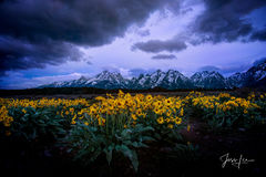 Spring flowers with a storm on the Tetons