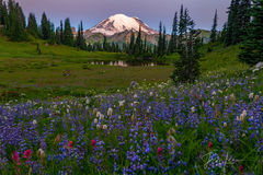 Rainier Lupines and Tipso Lake