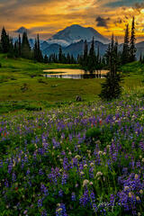 Mount Rainer Photograph Fine Art Print of summer blue color flowers and snow capped mountain photo.