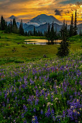 cowboy, western, Mount Rainier, , Mount Rainier National Park Picture Fine Art Limited Edition Print, Pictures, Photos, Photography...