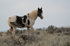 White Wild Horse Photo