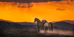 Mustang Stallions at Sunset