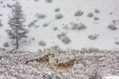 Yellowstone wolves howling in winter