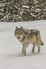 Lone Wolf traveling on the plowed road.