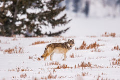 Wolf in Winter Photo