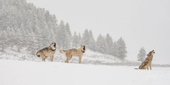 Winter Wolf pack in the Snow