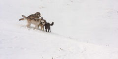 Yellowstone wolves in snow 2-2