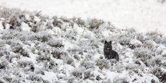 Hunting wolf Photo