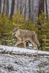 Yellowstone wolf 4-2