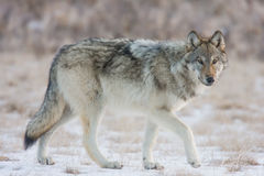 Yellowstone wolf in winter 4-7