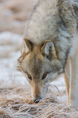Yellowstone wolf up close