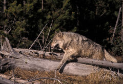 Winter Wolf climbing a log