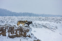 Two wolves in winter overlooking Elk Antler Creek