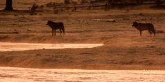 Yellowstone wolf #1-2