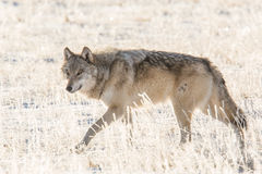 Yellowstone wolf 2-1