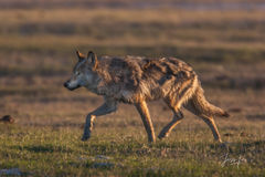 Running Spring Wolf