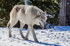 Yellowstone  white wolf