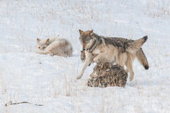 Yellowstone wolf pups playing with alphas