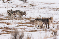 Wolf packs fighting in winter