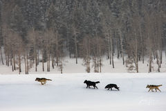 Wolves hunting in snow