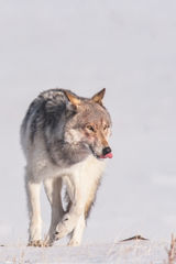 Picture of a Wolf licking its nose